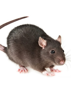 Rats M congelés en sac de 10 2