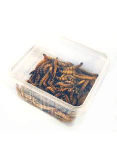 Vers Zophobas Morio pour reptiles