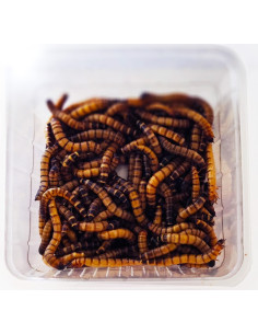 Vers Zophobas Morio pour reptiles 2