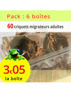 Criquet migrateur adulte lot de 6 boîtes