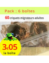 Criquet migrateur adulte lot de 6 boîtes