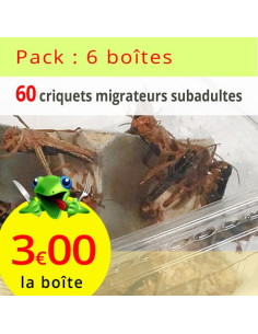 Criquets migrateurs subadultes 6 boîtes