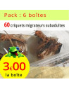 Criquets migrateurs subadultes 6 boîtes