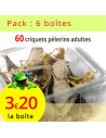 Prix par lot : 6 boîtes de 10 criquets pèlerins  adultes
