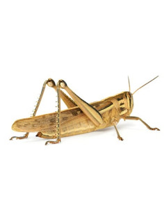 Criquet migrateur adulte grande taille 4 à 5 cm (boîte de 100)