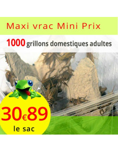 Grillons domestiques adultes sac de 1000