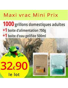 Pack 1000 grillons domestiques adultes alimentation 750g et 500ml