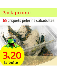 Prix par lot : 6 boîtes de criquets pèlerins subadultes