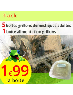 Grillons domestiques adultes 5 boites avec alimentation