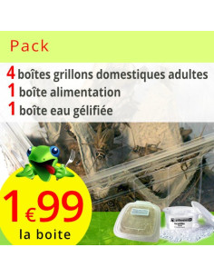 Pack Grillons domestiques adultes 4 boites