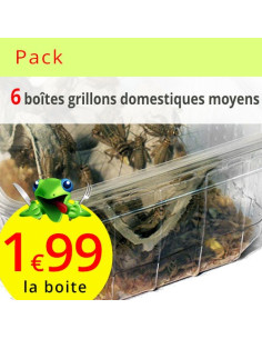 Pack grillons domestiques moyens lot de 6 boites (environ 420 grillons)
