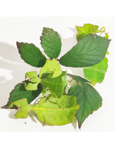 Phasme feuille jeune, 2 à 3 cm, boîte de 4 individus
