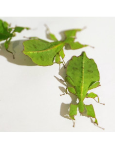 Phasme feuille jeune, 2 à 3 cm, boîte de 2 individus