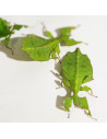 Phasme feuille jeune, 2 à 3 cm, boîte de 2 individus