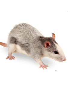 Souris congelées rosées 1 à 2g en sac de 25 2