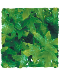 Plante Congo Ivy déco pour terrarium 46cm