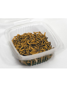 Vers de farine grand, taille 1,5 à 2 cm