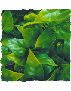 Plante Mexican Phyllo déco pour terrarium 46cm