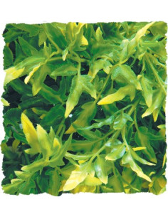 Plante Bolivian Croton déco pour terrarium 46cm