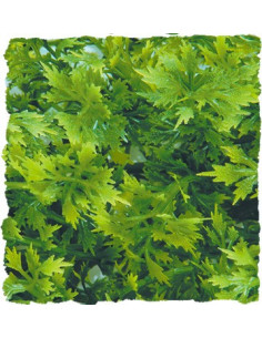 Plante Australian Maple déco pour terrarium 56cm