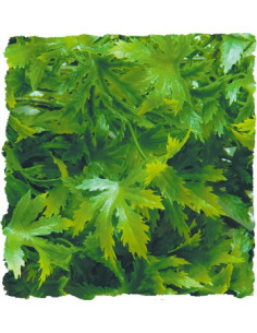 Plante Cannabis déco pour terrarium 56cm