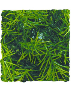 Plante Cashuarina déco pour terrarium 56cm