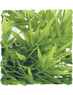Plante Madagascar Bamboo déco pour terrarium 56cm