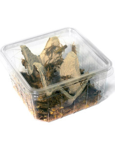 Grillon domestique adulte