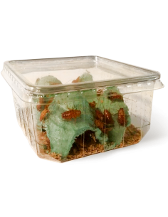 Blattes red runner adultes et sub-adultes (boîtes ou litres)