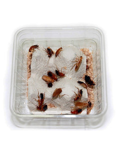 Blattes red runner adultes et sub-adultes (boîtes ou litres) 2