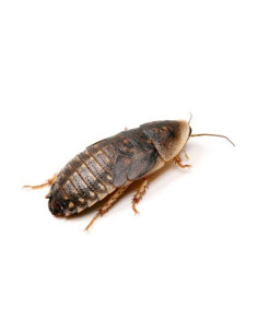 Blatte géante Blaberus giganteus