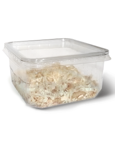 Teignes de ruche adultes vivantes en boîte, nourriture pour lézards.