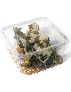 Grillon domestique moyen