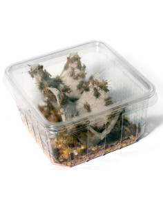 Grillon domestique petit