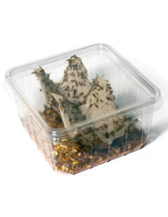 Grillons domestiques micro (Taille 1 mini : 1 à 2 mm)