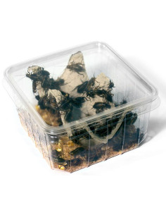 Grillon noir bimaculatus moyen  (Taille 5 de 0,8 à 1,2 cm)