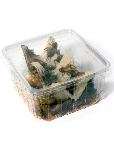 Grillons assimilis grands  (Adultes : taille 8 de 1,8 à 2,2 cm)