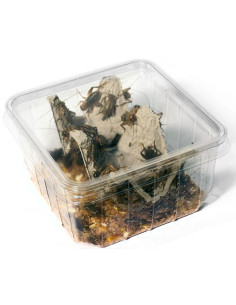 Grillon assimilis moyen  (Taille 5 de 0,8 à 1,2 cm)