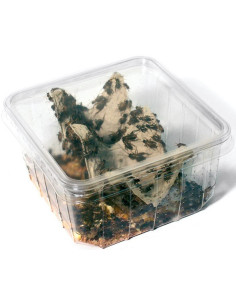 Grillon assimilis petit  (Taille 3 de 0,4 à 0,7 cm)