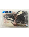 Rats congelés Taille L 91 à 150g en sac de 5