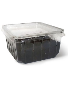 Larve de cétoine aliment pour reptiles