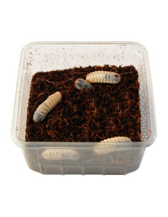 Larve de cétoine aliment pour reptiles 2