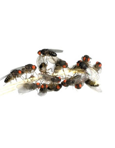 Drosophiles adultes, aliment pour reptiles 2