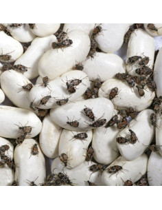 Drosophiles adultes, aliment pour reptiles 2