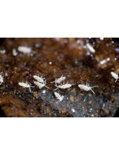 Collembole, nettoyeur vivant pour terrarium reptiles 2