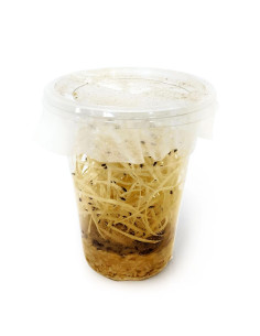 Drosophiles adultes, aliment pour reptiles