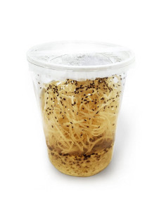 Drosophiles adultes, aliment pour reptiles