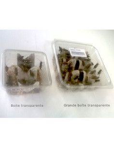 Grillon assimilis moyen  (Taille 5 de 0,8 à 1,2 cm) 2