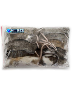 Rongeurs Mastomys congelés pour serpent