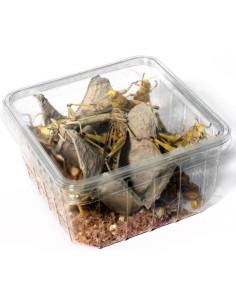 Criquet pèlerin adulte grande taille 6 à 7 cm